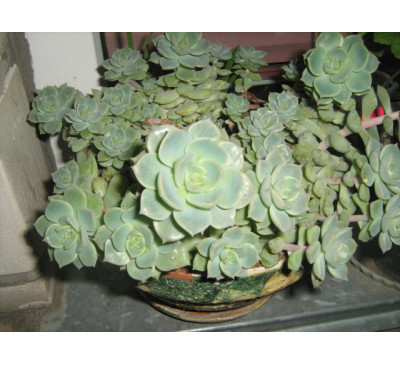 Ехеверія елеганс (Echeveria elegans)